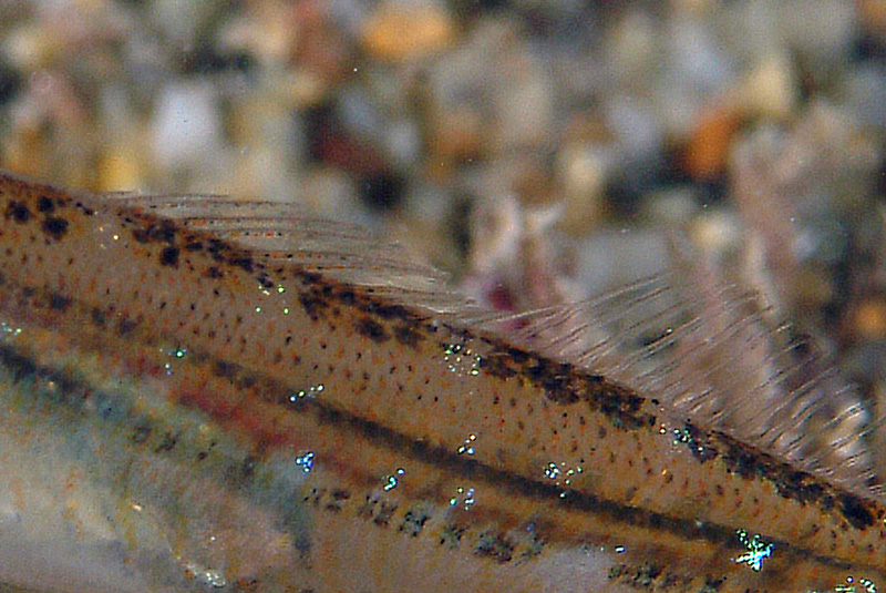 juvenile Sarpa salpa e juvenile Spicara sp.